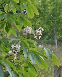 Indian horse chestnut