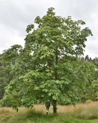 Aesculus turbinata