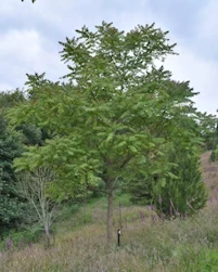Ailanthus altissima