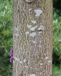 Ailanthus altissima
