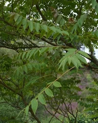 Ailanthus altissima