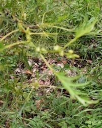 Alnus glutinosa imperialis