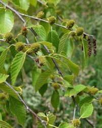 Japanese cherry birch