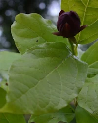 Calycanthus aphrodite