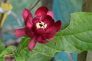 Calycanthus