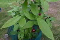 Calycanthus