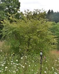 Carpinus monbeigiana