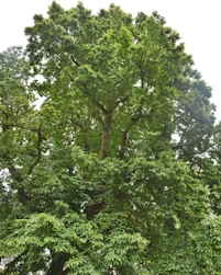 Castanea sativa