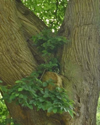 Carpinus monbeigiana