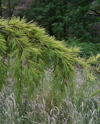 Cedrus deodara aurea pendula