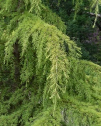 Cedrus deodara aurea pendula
