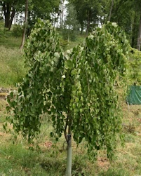 Cercidiphyllum japonicum pendulum