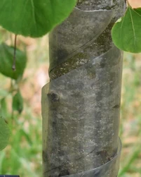 Cercidiphyllum japonicum pendulum