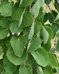 Weeping katsura tree