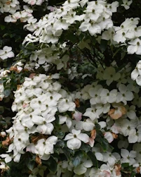 Cornus
