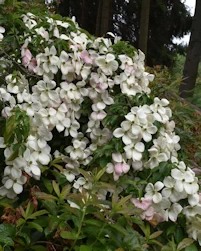Cornus