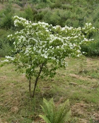 Cornus