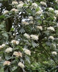 Oriental hawthorn