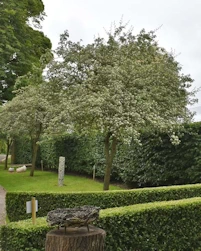 Crataegus orientalis