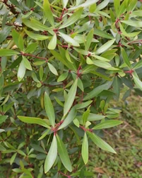 Drimys Andina Winteri
