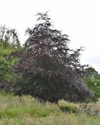 Fagus sylvatica purpurea