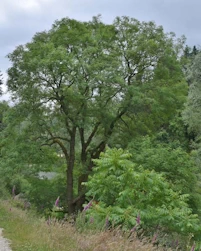 Fraxinus excelsior