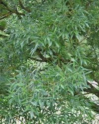 Fraxinus oxyxarpa Raywood