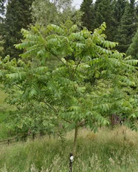 Juglans ailantifolia