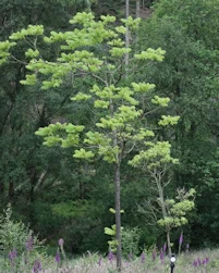 Juglans nigra