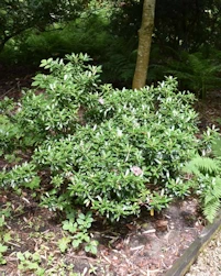 Kalmia latifolia
