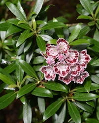 Kalmia latifolia