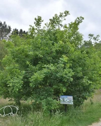 King Alfred's Oak