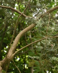Leptospermum scoparium