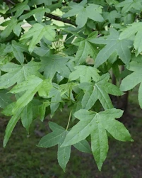Liquidambar styraciflua thea