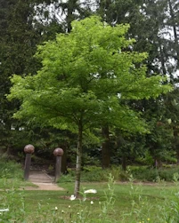 Liquidambar styraciflua Worplesden