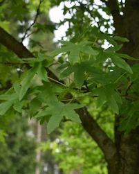 Liquidambar styraciflua Worplesdon