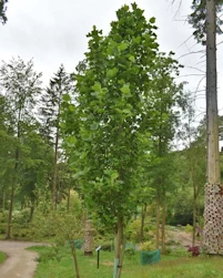 Liriodendron tulipifera