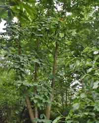 Magnolia Kew's Surprise