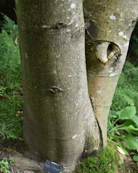 Magnolia Kew's Surprise