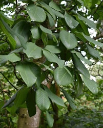 Magnolia Kew's Surprise