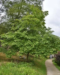 Magnolia soulangeana Lennei Alba
