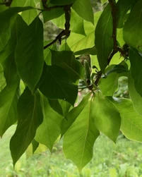 Magnolia soulangeana Lennei Alba