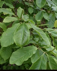 Magnolia Todd Gresham