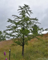 Metasequoia glyptostroboides