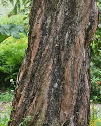 Metasequoia glyptostroboides