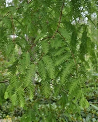 Metasequoia glyptostroboides