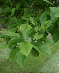 Nyssa sylvatica