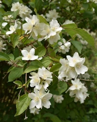Mock orange