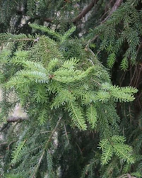 Picea omorika