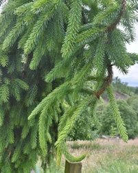 Picea omorika pendula 